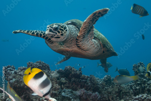 Hawksbill turtle (Eretmochelys imbricata) of Rangiroa atoll, French Polynesia. photo