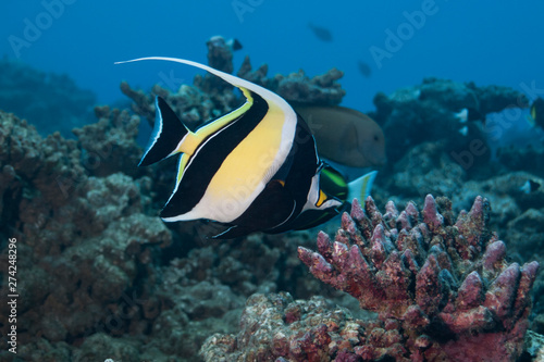 Pennant coralfish ( Heniochus acuminatus) of Rangiroa atoll, French Polynesia.