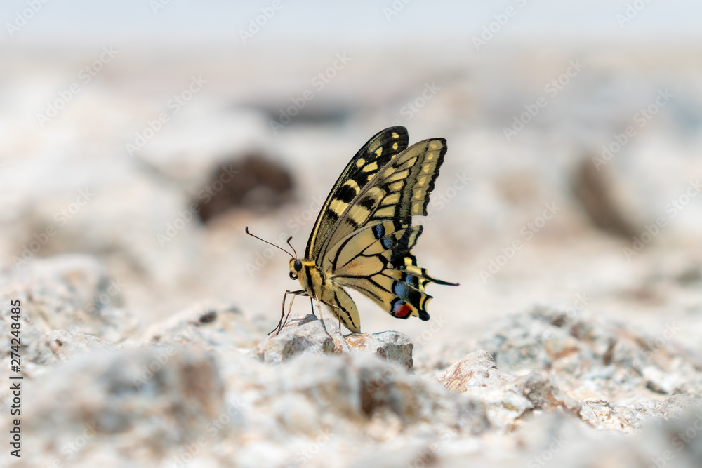 Fototapeta premium 호랑나비