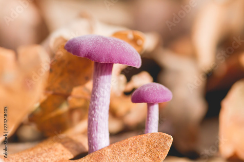 Tableau sur toile Laccaria amethystina mushrooms growing wild in the autumnal forest soil