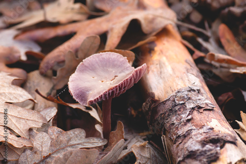 Wild lepista nuda mushroom in the forest soil photo