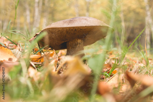 Boletus mushroom growing aming the grass photo