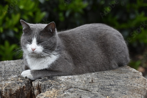 Gray sales tuxedo cat