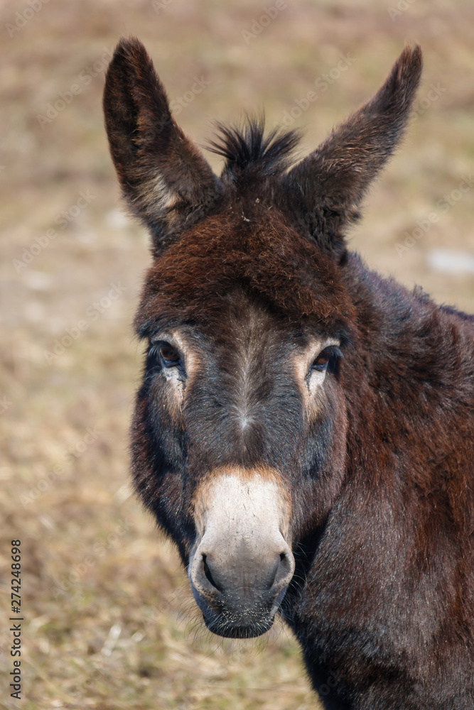 Fototapeta premium Esel