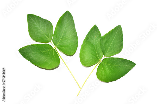 Mucuna pruriens leafs with the white background and clipping path