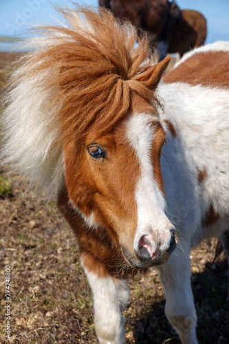 Shetlandpony