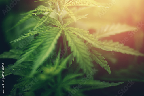 Marijuana leaves close up, cannabis background. Glare of light, herb on farm