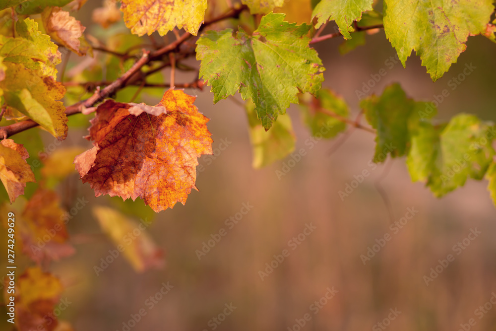 Fototapeta premium Yellow green leaves. Grapevine in the fall. Autumn vineyard. Soft focus. 