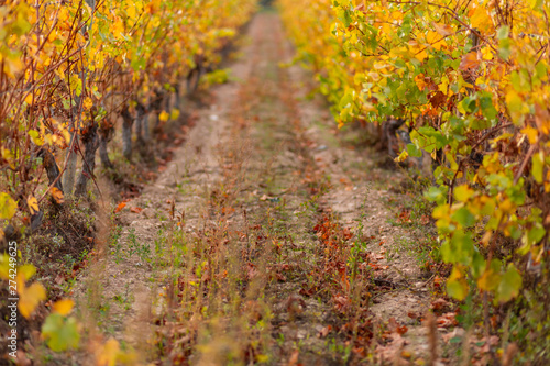 Vineyard in autumn. Dry grass and yellow leaves. Blurred background. Shallow depth of field. 