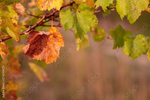 Yellow green leaves. Grapevine in the fall. Autumn vineyard. Soft focus. 