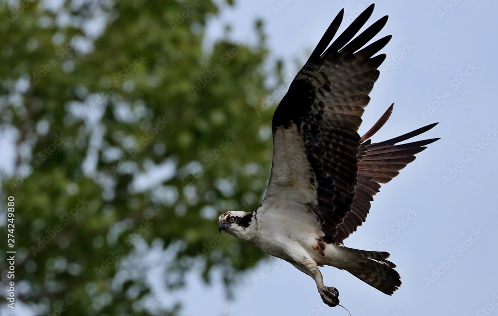 Fototapeta premium Western Osprey, bird of prey in flight