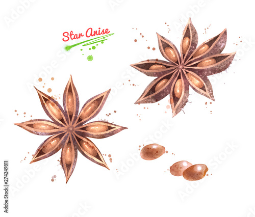 Watercolor illustration set of Star Anise