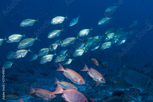 School of fish of Rangiroa atoll, French Polynesia.