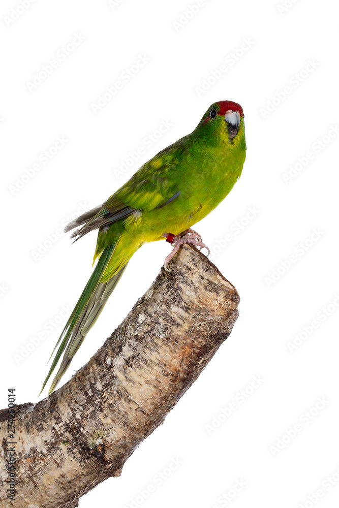 Cute young bright yellow / green Red crowned Kakariki bird. Standing side ways on a branch. Isolated on white background. Cute young bright yellow / green Red crowned Kakariki bird. Standing side ways on a branch. Isolated on white background.