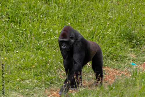 Gorillas enjoying and playing inside their enclosure