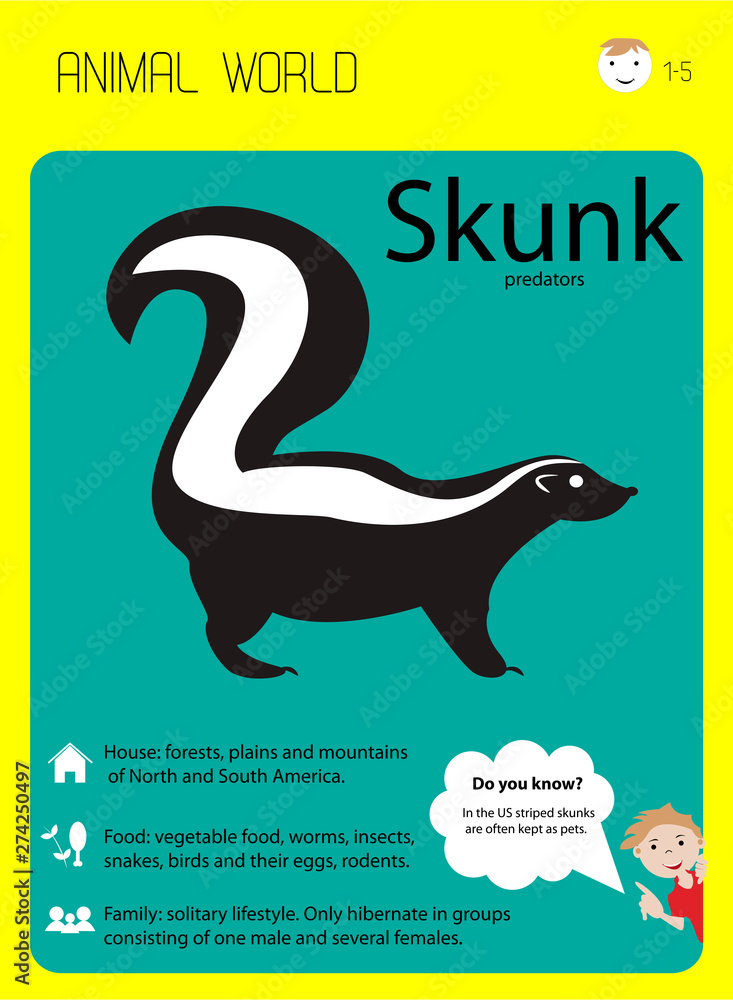 Fototapeta Skunk. Habitat, food, family. Educational cards for children, kindergartens and centers. vector illustration.