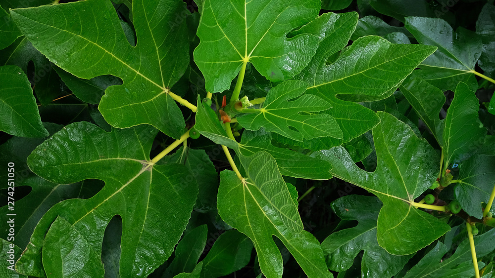 Natural background: lush foliage of a fig tree or Ficus carica, a small shrub growing naturally or in orchards in the Canary Islands and producing a very nutritious fruit consumed both fresh and dried Natural background: lush foliage of a fig tree or Ficus carica, a small shrub growing naturally or in orchards in the Canary Islands and producing a very nutritious fruit consumed both fresh and dried