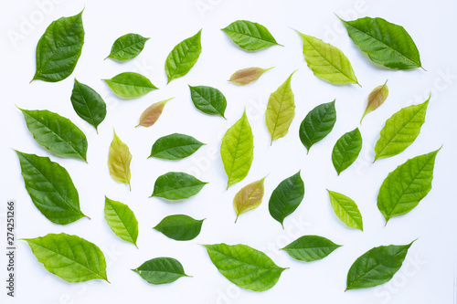 Green leaves on white background.