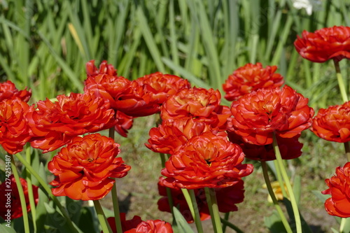 Rote Rosen