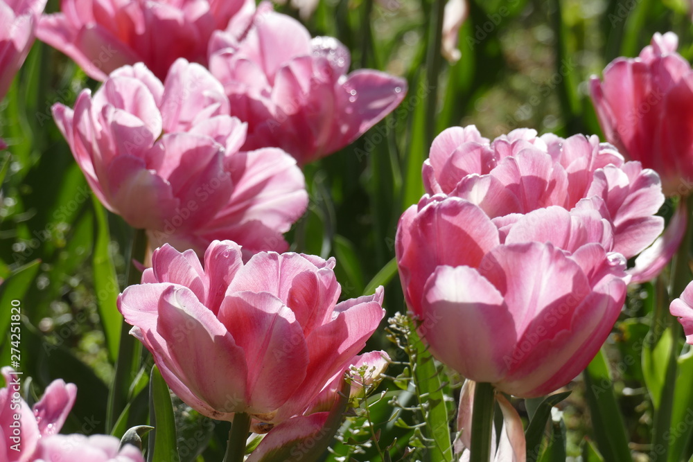 Fototapeta premium Rote Rosen