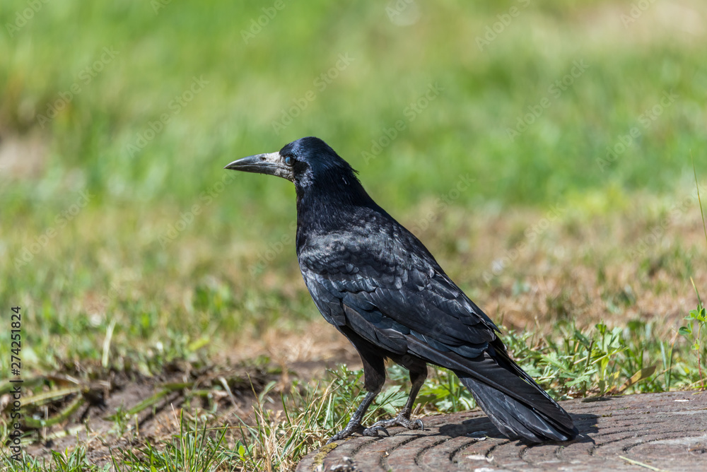 Black Crow Standing on the Ground Black Crow Standing on the Ground