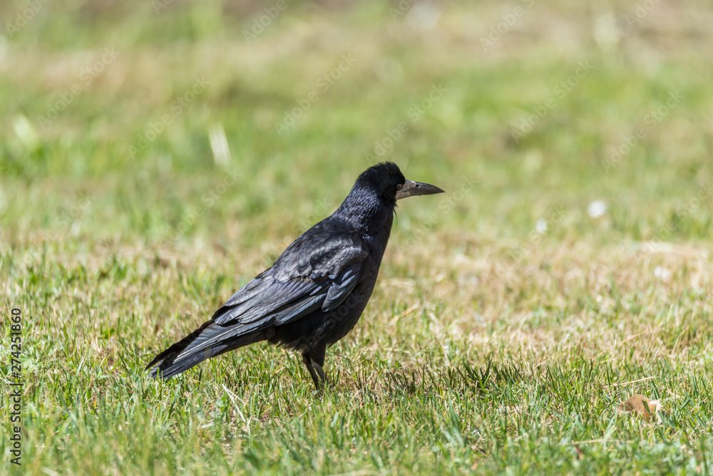 Black Crow Standing on the Ground Black Crow Standing on the Ground
