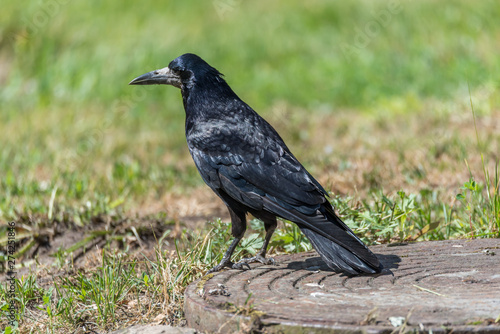 Black Crow Standing on the Ground