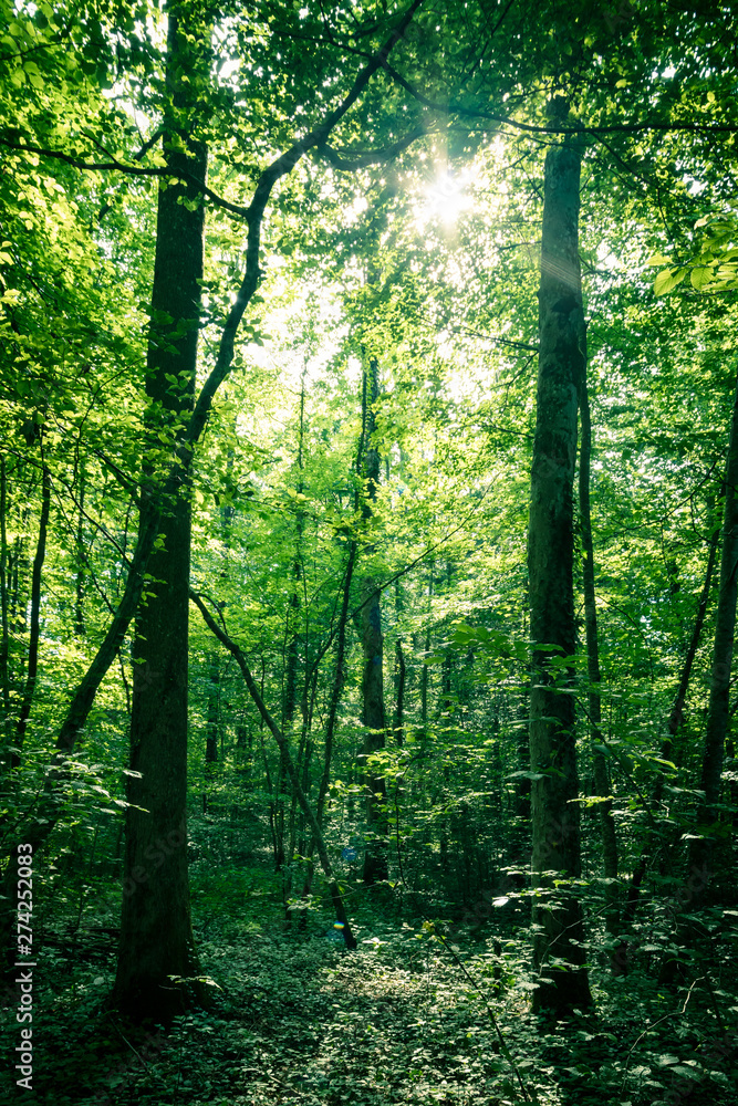 Fototapeta premium Impressive trees in the forest. Fresh green leaves and sunshine, springtime. Bottom view.