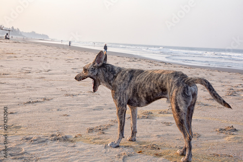 Wild dogs on the north goa beach
