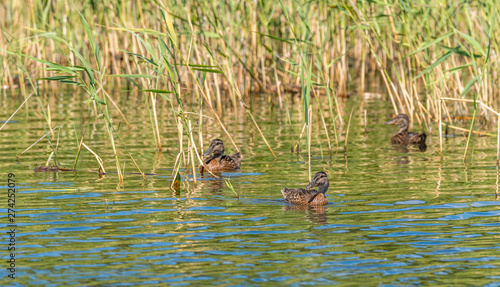 Mallard Duck and Ducklings Swimming on a Lake at a Wetlands