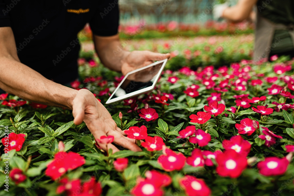 Obraz premium Close-up of greenhouse worker using digital tablet while taking care of flowers.