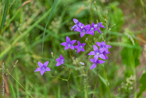 Fototapeta Naklejka Na Ścianę i Meble -  Tiny Purple Wildflowers Growing in a Wetlands National Park in Latvia