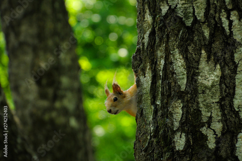 Hide and seek with a squirrel © Anna Crimson