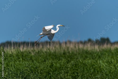 Great White Egret Flying in a Blue Sky Over Wetlands