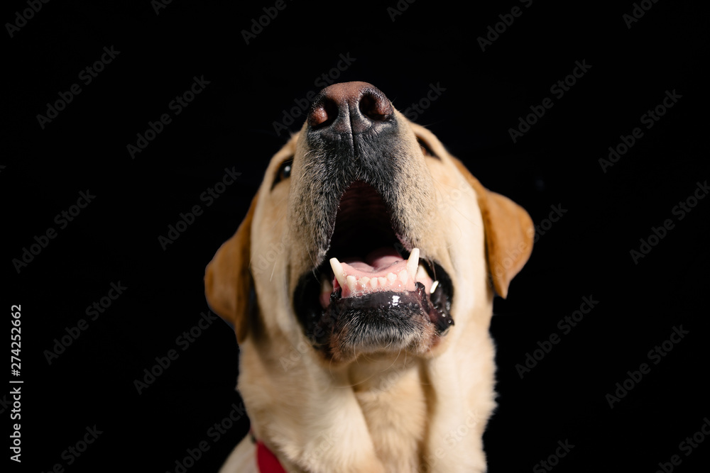 Closeup Portrait in studio of blond labrador  looking up on black background