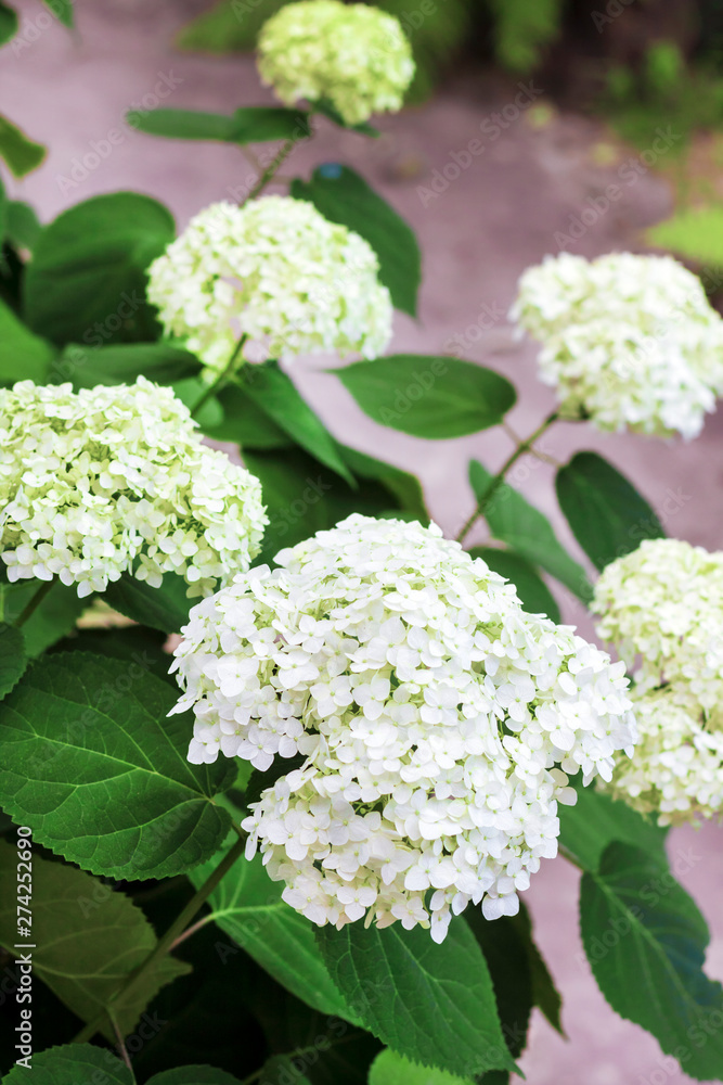 Blooming white Annabelle Hydrangea arborescens Blooming white Annabelle Hydrangea arborescens