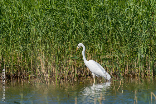Great White Egret Perched in a Tree