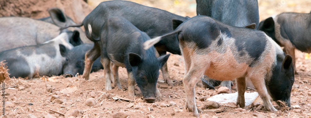 Indian pig on goa Indian pig on goa