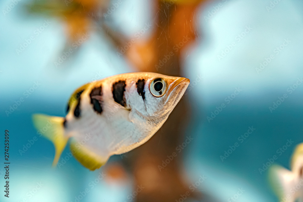 Naklejka premium テッポウウオ