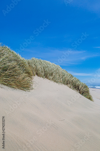 Marram grass covered sand dunes on the Oregon coast, on a sunny summers day