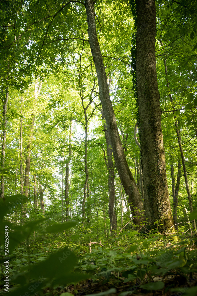 Impressive trees in the forest. Fresh green, springtime. Bottom view. Impressive trees in the forest. Fresh green, springtime. Bottom view.