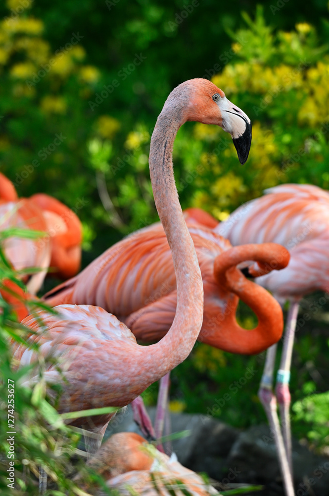 Fototapeta premium Flamingo outdoors in nature in detail on neck and head.