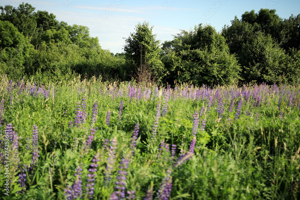 Summer flowers in the meadow