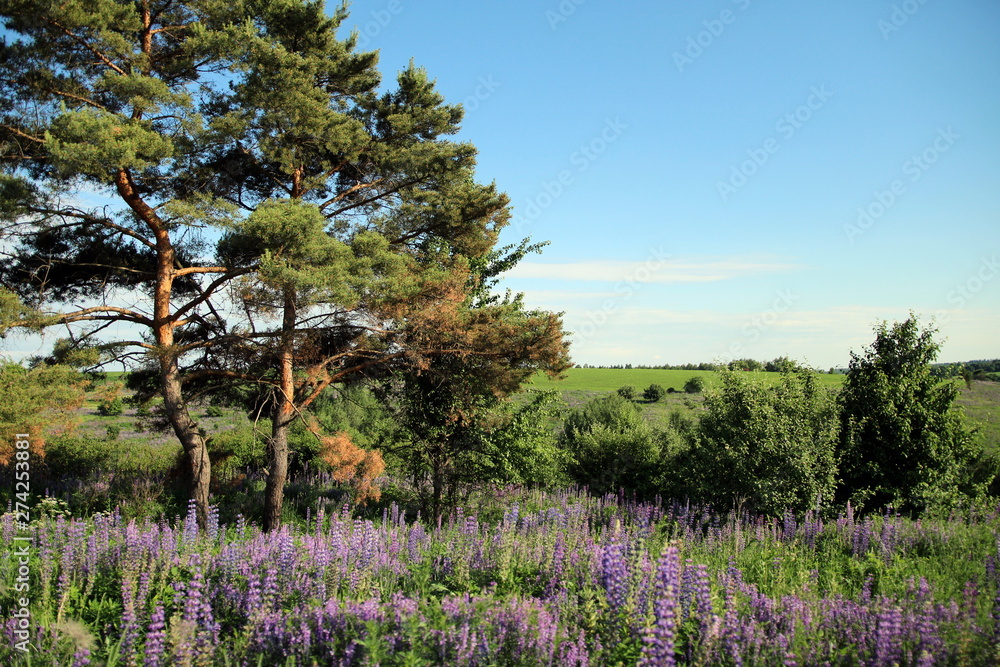 Flowering lupines on the edge of the forest Flowering lupines on the edge of the forest