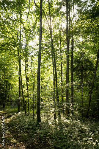 Impressive trees in the forest. Fresh green, springtime. Bottom view. © Patrick Daxenbichler