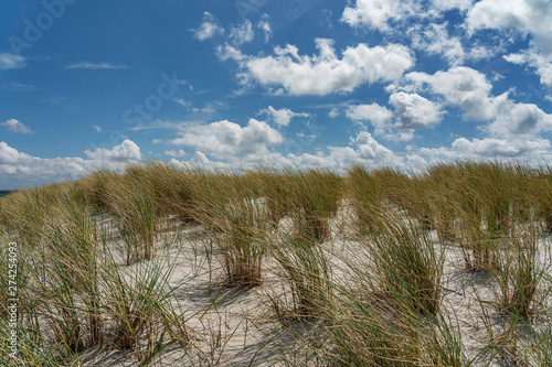 Fototapeta Naklejka Na Ścianę i Meble -  Sylt - View to recently planted dune grass at Wadden Sea at nearby List Harbor / Germany