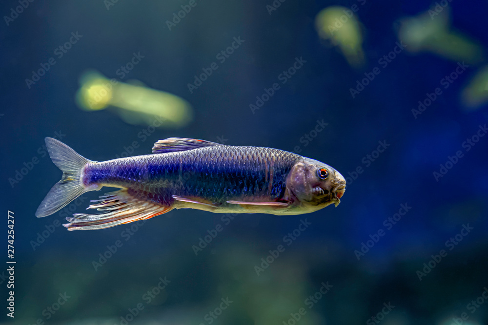 Naklejka premium オイカワ