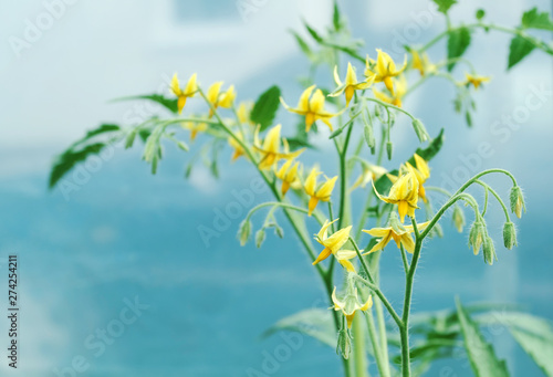 Blooming tomato bushes in greenhouse. Agriculture, farming, natural food.