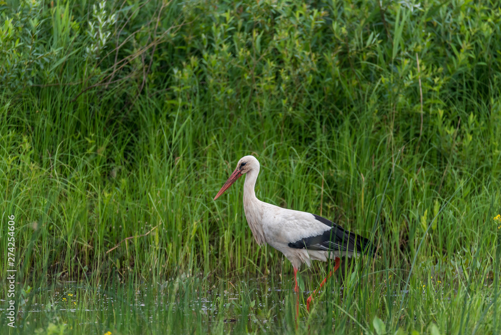 Fototapeta premium Stork Hunting for Food in Wetlands in Latvia