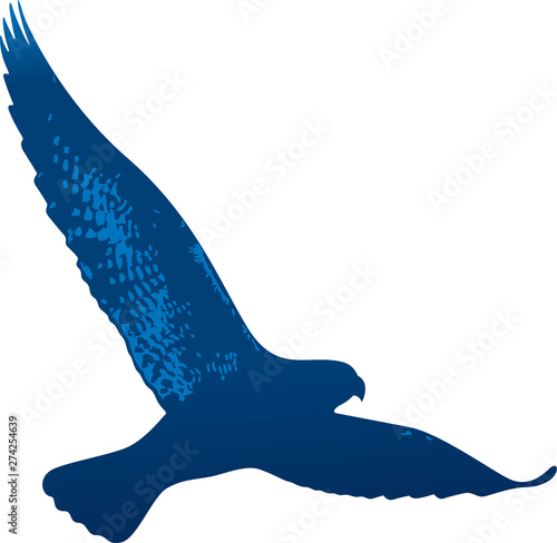 Isolated flying hawk drawed in blue tones.